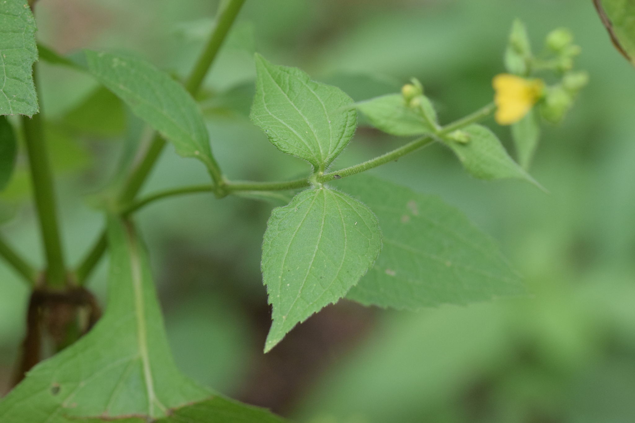 Milleria quinqueflora image