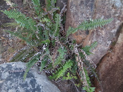 Blechnum punctulatum