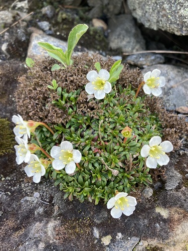 Pincushion plant (Diapensia lapponica)
