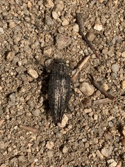Dicerca tenebrica