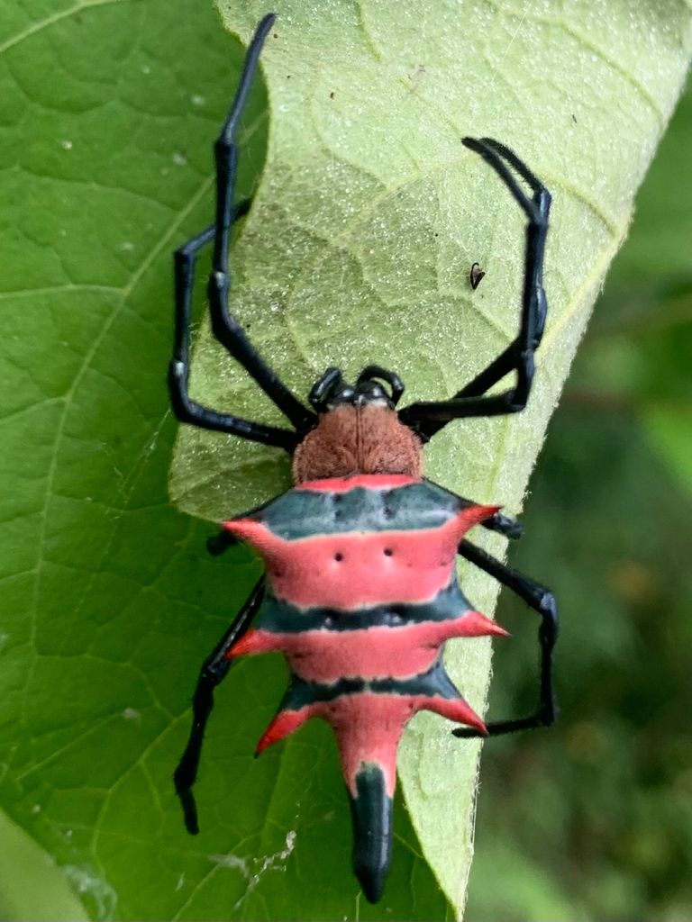 Rubrepeira