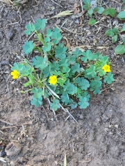 Oxalis albicans