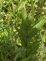 Solidago latissimifolia