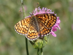 Melitaea deione