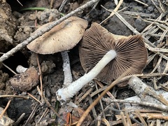 Pennatae