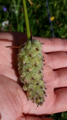 Dasineura phyteumatis