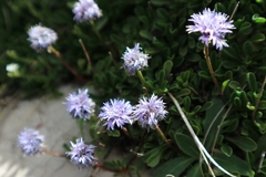 Globularia meridionalis