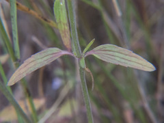 Dracocephalum thymiflorum