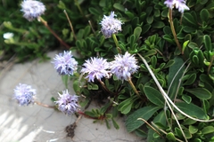Globularia meridionalis