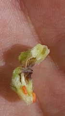 Dasineura phyteumatis