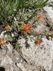 Castilleja applegatei viscida