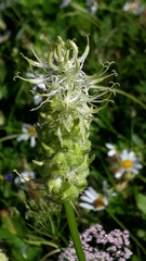 Dasineura phyteumatis