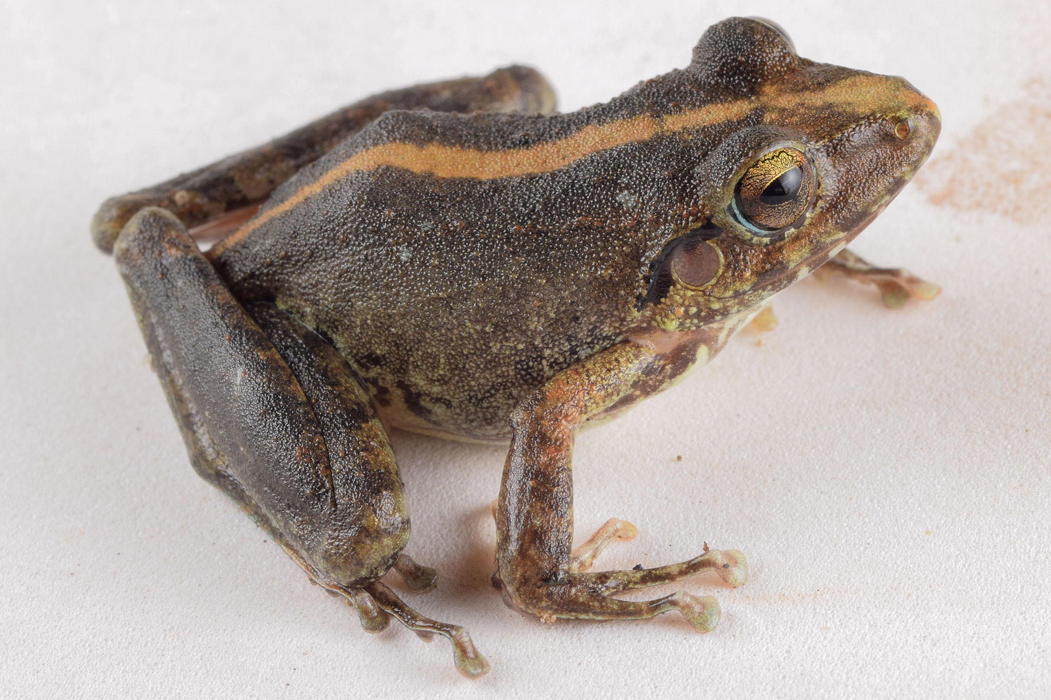 Pristimantis achatinus image