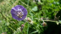 Geranium phaeum lividum