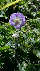 Geranium phaeum lividum