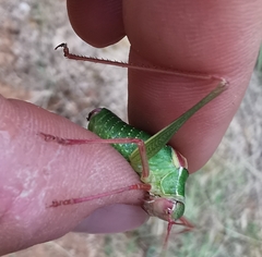 Barbitistes fischeri