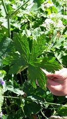 Geranium phaeum lividum