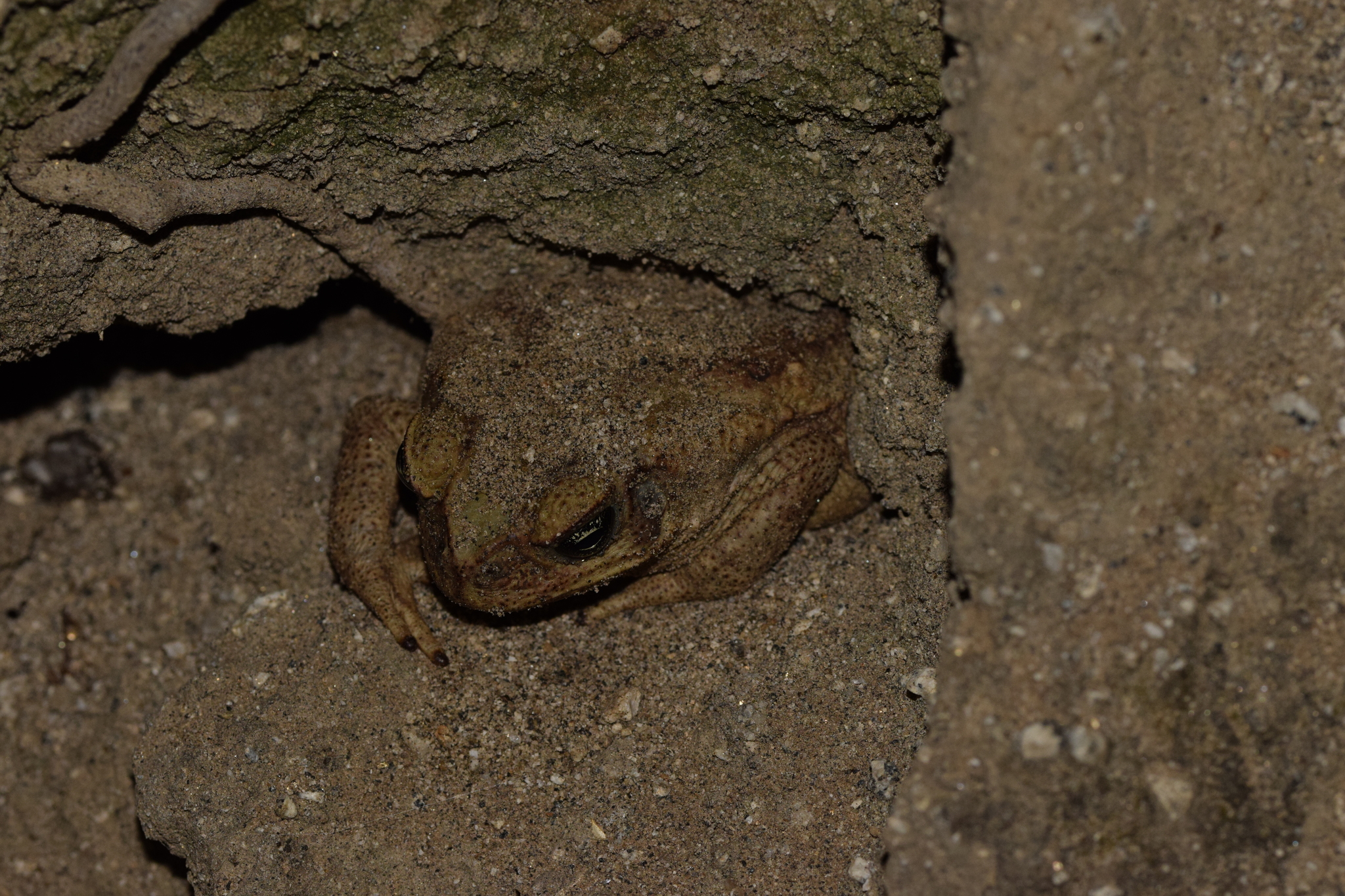 Rhinella image