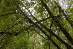 Atherosperma moschatum