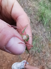 Barbitistes fischeri