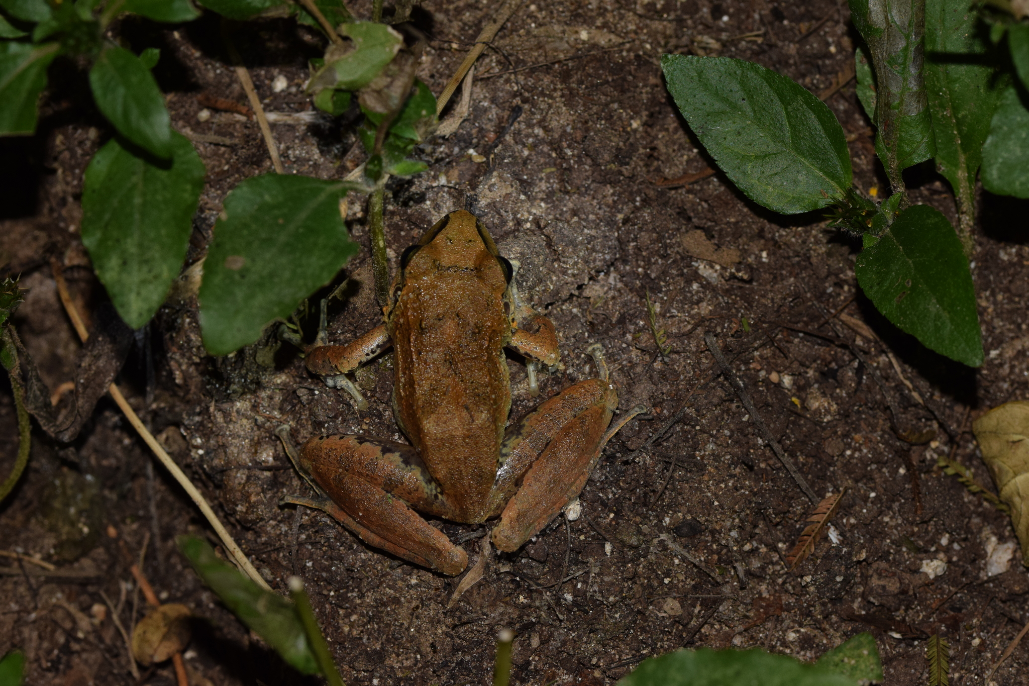 Pristimantis achatinus image