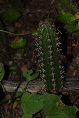 Armatocereus cartwrightianus
