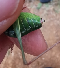 Barbitistes fischeri