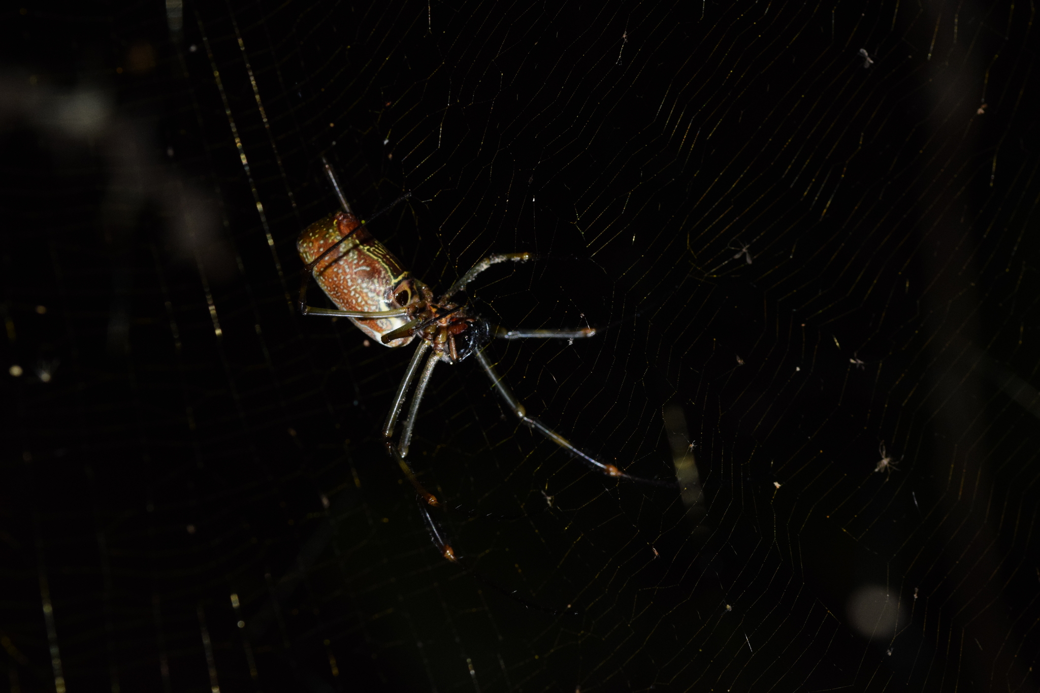 Trichonephila image