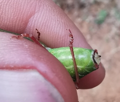 Barbitistes fischeri