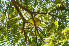 Zosterops anderssoni