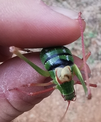 Barbitistes fischeri