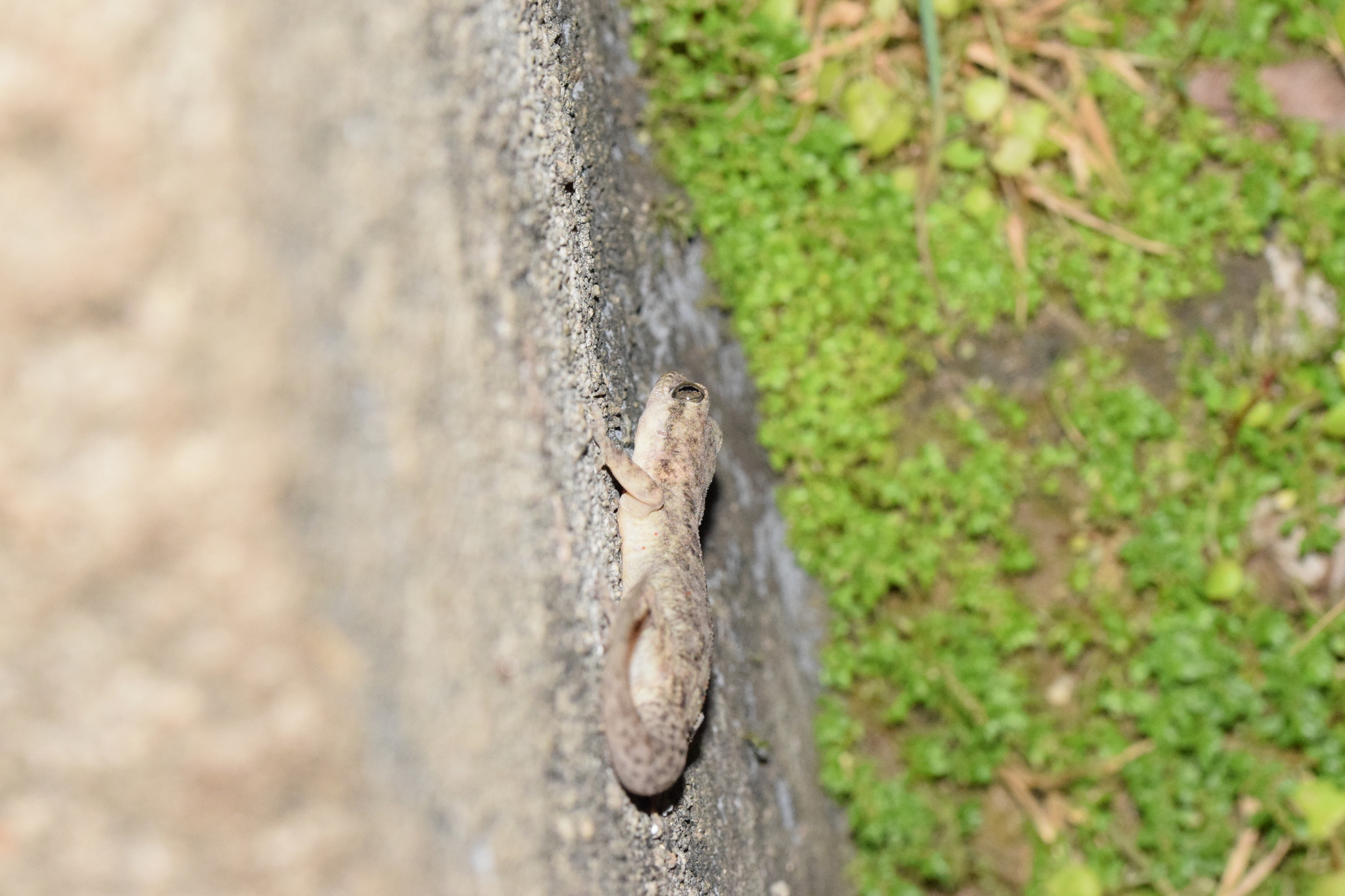 Phyllodactylus reissii image