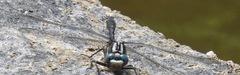 Phanogomphus quadricolor