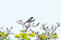 Anthreptes anchietae