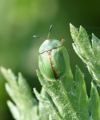 Cassida stigmatica