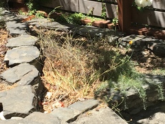 Junco hyemalis