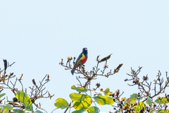 Anthreptes anchietae