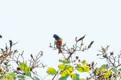 Anthreptes anchietae