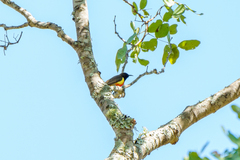 Anthreptes anchietae