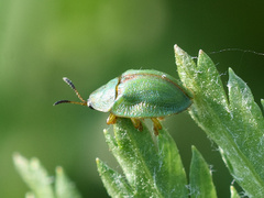 Cassida stigmatica