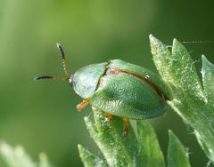 Cassida stigmatica