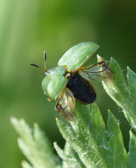Cassida stigmatica