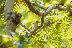 Calamonastes stierlingi