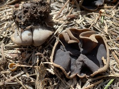 Plicaria endocarpoides