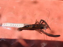 Macrobrachium americanum