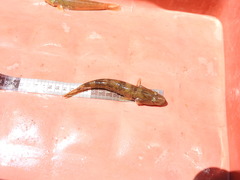 Gobiomorus maculatus