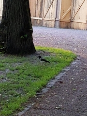 Haematopus ostralegus