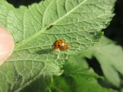 Dinocampus coccinellae paralysis virus