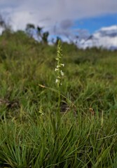 Spiranthes aestivalis