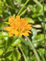 Polygala lutea